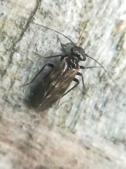 Philotarsidae