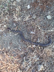 Montivipera xanthina