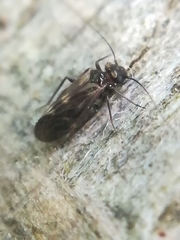 Philotarsidae
