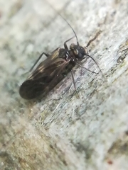 Philotarsidae