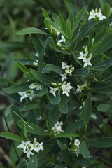 Daphne alpina