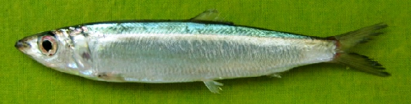 Slender Rainbow Sardine