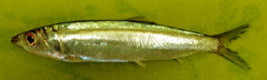 Slender Rainbow Sardine photo 3