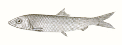 Slender Rainbow Sardine photo 4