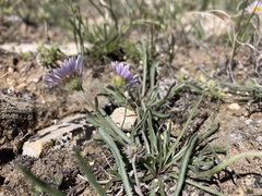 Erigeron radicatus