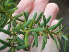 Madarococcus totarae