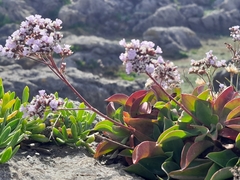 Limonium ovalifolium