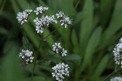 Gypsophila cephalotes