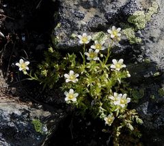 Saxifraga aspera