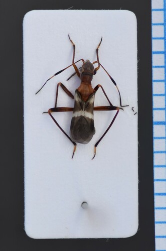 Myrmecoris gracilis