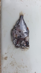 Polyipnus clarus