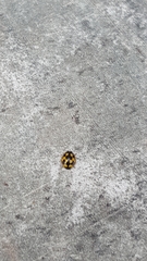 Propylea quatuordecimpunctata