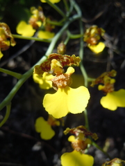 Vitekorchis vasquezii