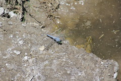Erythemis simplicicollis