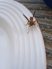 Polistes lineonotus