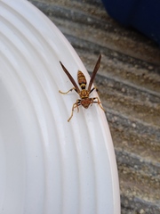 Polistes lineonotus