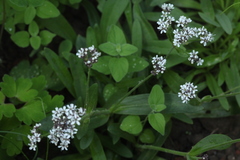 Gypsophila cephalotes