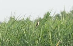 Acrocephalus arundinaceus