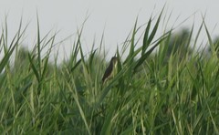 Acrocephalus arundinaceus