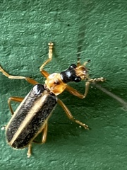 Podabrus brunnicollis