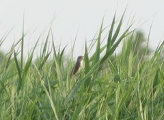 Acrocephalus arundinaceus