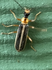 Podabrus brunnicollis