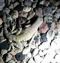 Cophosaurus texanus scitulus