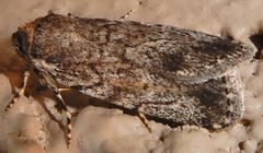 Paraeschra tortuosa