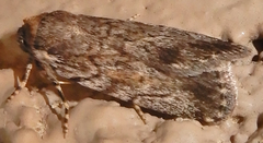 Paraeschra tortuosa