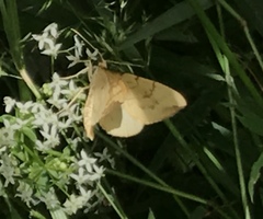 Gandaritis pyraliata