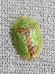 Cassida pannonica