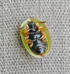 Cassida pannonica