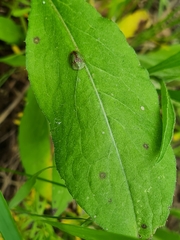 Cassida pannonica