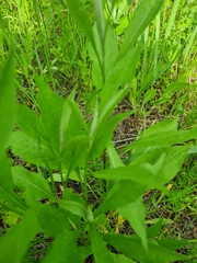 Cassida pannonica