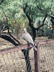 Zenaida asiatica mearnsi