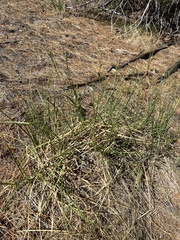 Carex spissa