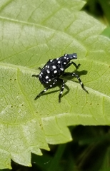 Lycorma delicatula