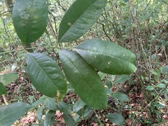 Tetragastris balsamifera
