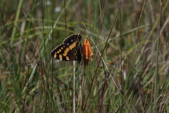 Kniphofia triangularis