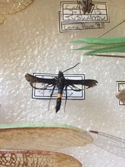 Synanthedon exitiosa