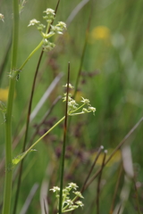 Alepidea amatymbica