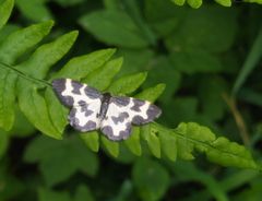 Lomaspilis marginata
