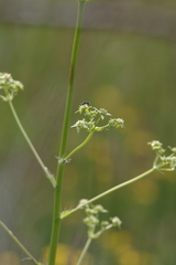 Alepidea amatymbica