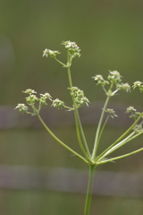 Alepidea amatymbica