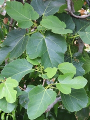 Ficus carica image