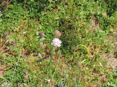 Armeria arenaria
