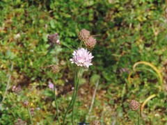 Armeria arenaria