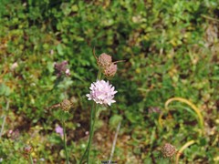 Armeria arenaria