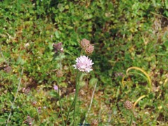 Armeria arenaria