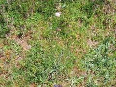 Armeria arenaria